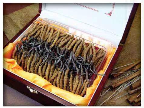 河曲冬虫夏草回收